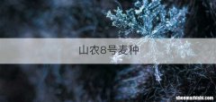山农8号麦种