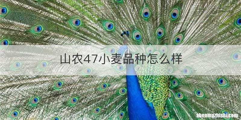 山农47小麦品种怎么样