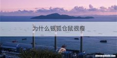 为什么银狐仓鼠很瘦