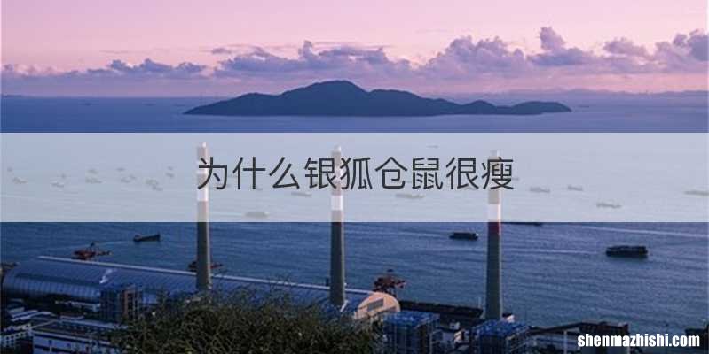 为什么银狐仓鼠很瘦