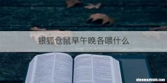 银狐仓鼠早午晚各喂什么