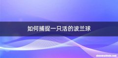 如何捕捉一只活的波兰球