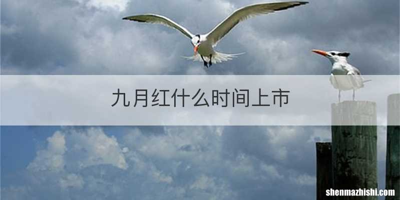 九月红什么时间上市