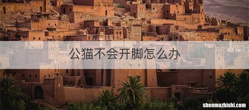公猫不会开脚怎么办