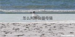 怎么判断公猫母猫