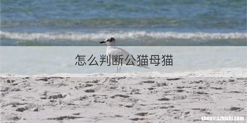 怎么判断公猫母猫