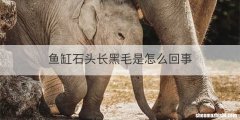 鱼缸石头长黑毛是怎么回事