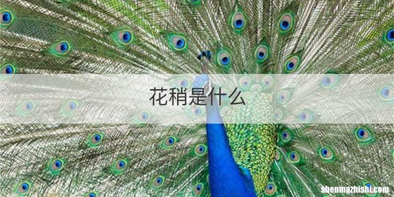 花稍是什么