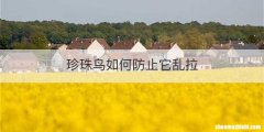 珍珠鸟如何防止它乱拉