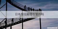 日本樱花能摆在室内吗