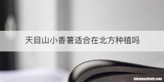 天目山小香薯适合在北方种植吗