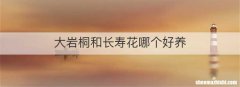 大岩桐和长寿花哪个好养