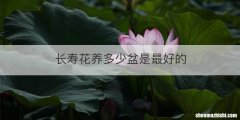长寿花养多少盆是最好的
