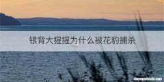 银背大猩猩为什么被花豹捕杀