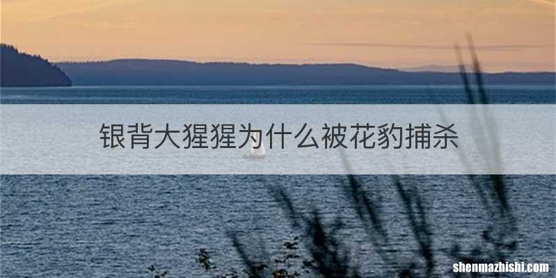 银背大猩猩为什么被花豹捕杀