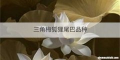 三角梅狐狸尾巴品种