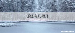 狐狸有几颗牙
