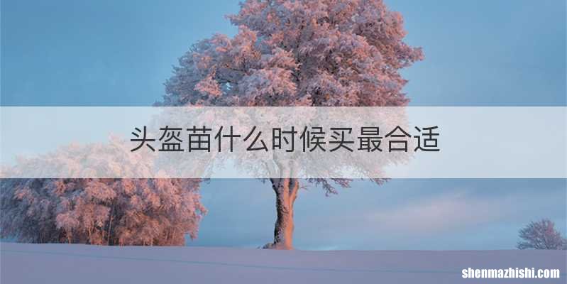 头盔苗什么时候买最合适