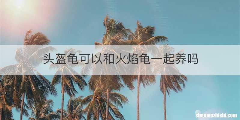 头盔龟可以和火焰龟一起养吗