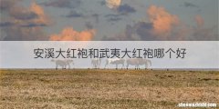 安溪大红袍和武夷大红袍哪个好