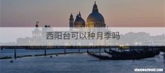 西阳台可以种月季吗