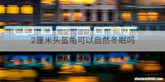 2厘米头盔龟可以自然冬眠吗
