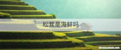 松茸是海鲜吗