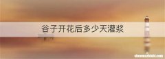 谷子开花后多少天灌浆