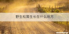 野生松茸生长在什么地方