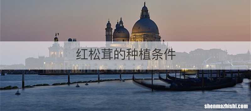 红松茸的种植条件