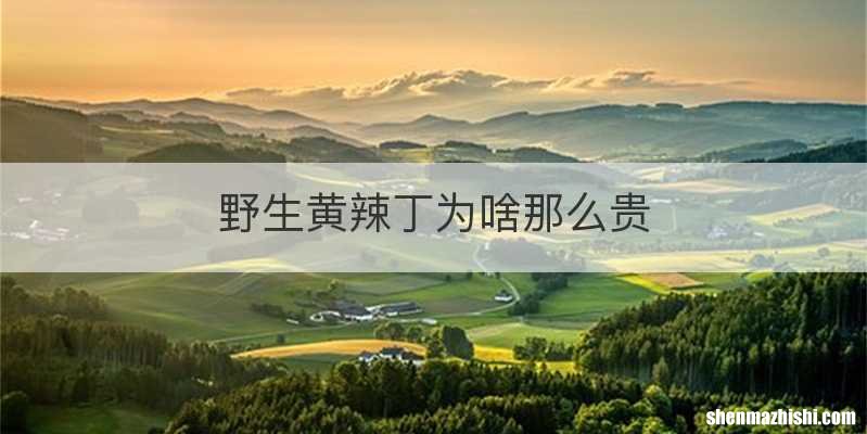 野生黄辣丁为啥那么贵