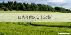 红头弓背蚁吃什么爆产