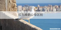 红头噪鹛公母区别