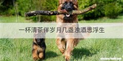 一杯清茶伴岁月几盏浊酒思浮生