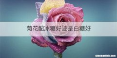菊花配冰糖好还是白糖好
