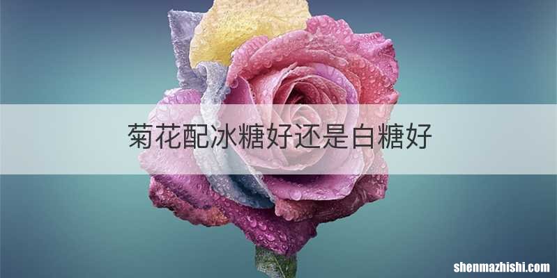 菊花配冰糖好还是白糖好
