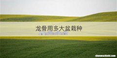 龙骨用多大盆栽种