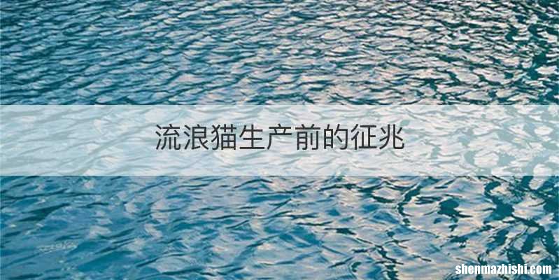 流浪猫生产前的征兆