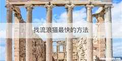 找流浪猫最快的方法