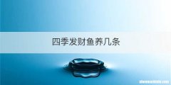 四季发财鱼养几条