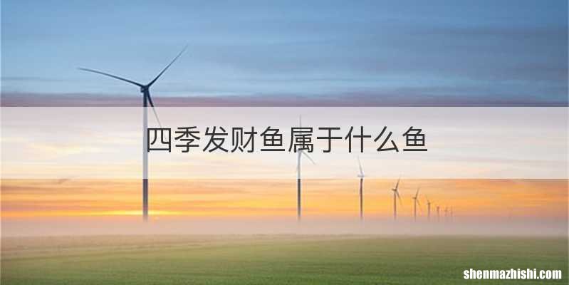 四季发财鱼属于什么鱼
