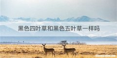 黑色四叶草和黑色五叶草一样吗
