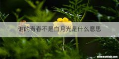 谁的青春不是白月光是什么意思