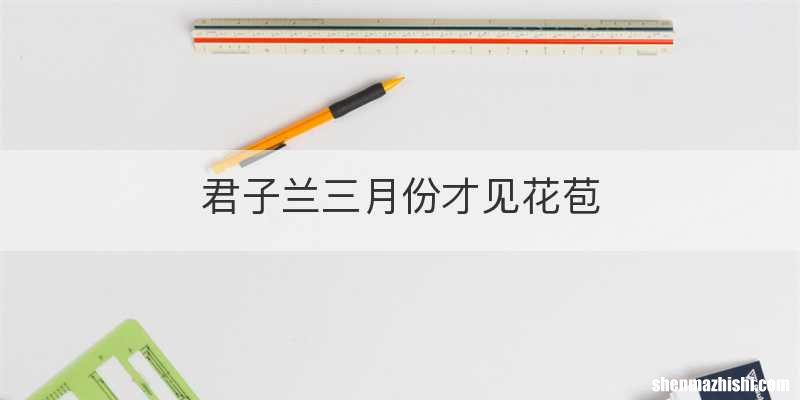 君子兰三月份才见花苞