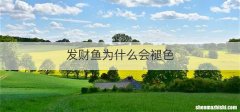 发财鱼为什么会褪色
