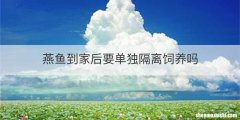燕鱼到家后要单独隔离饲养吗
