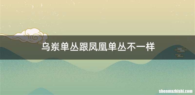 乌岽单丛跟凤凰单丛不一样