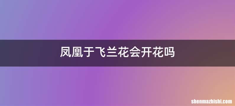 凤凰于飞兰花会开花吗