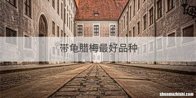 带龟腊梅最好品种