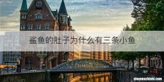 鲨鱼的肚子为什么有三条小鱼
